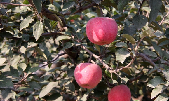 有哪些苹果树品种好？