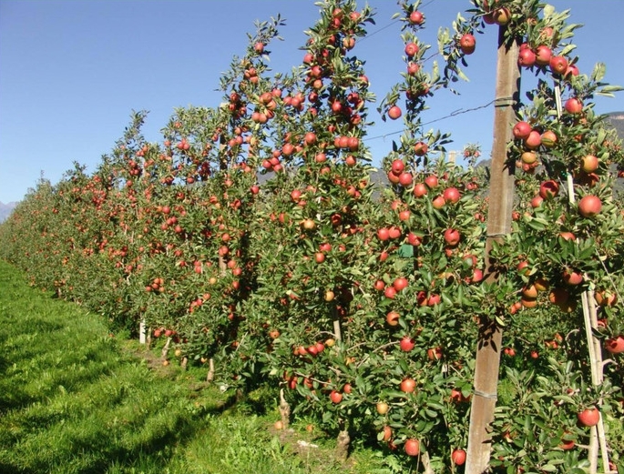 挖完老苹果树后能重新种新苹果树吗？